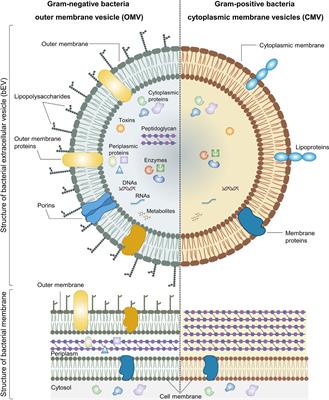 Bacteria-derived extracellular vesicles: endogenous roles, therapeutic potentials and their biomimetics for the treatment and prevention of sepsis